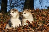 ALASKAN MALAMUTE 577